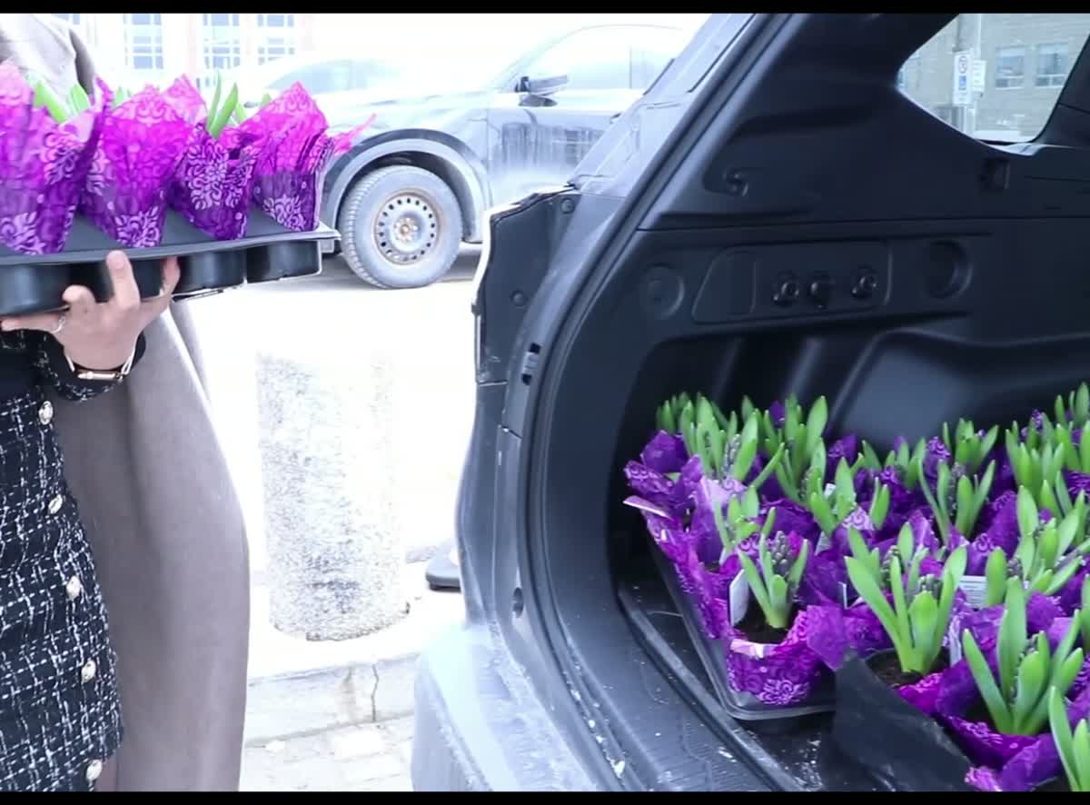 Hyacinths prepared for Nowruz 2026